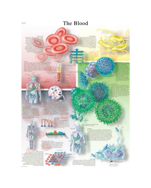 The Blood Chart