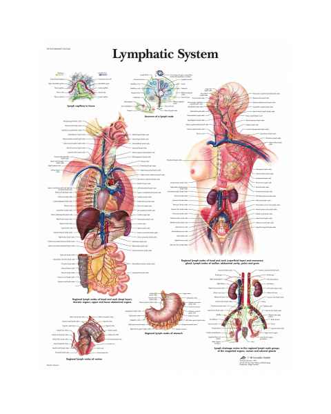 Lymphatic System Chart