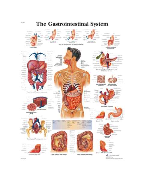 The Gastrointestinal System Chart