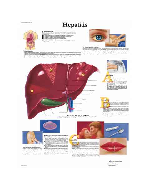Hepatitis Chart