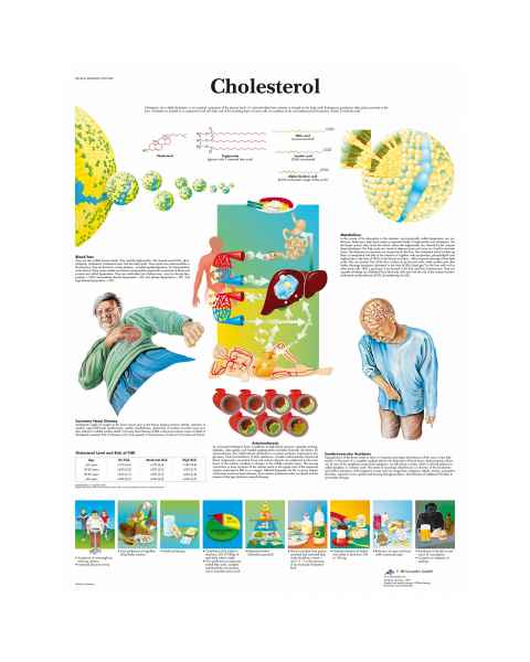 Cholesterol Chart
