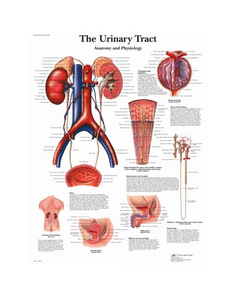 The Urinary Tract Chart