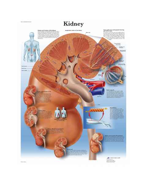 Kidney Chart