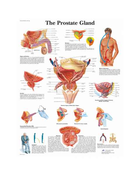 The Prostate Gland Chart