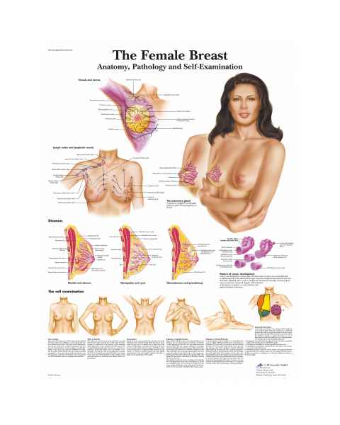 The Female Breast Chart