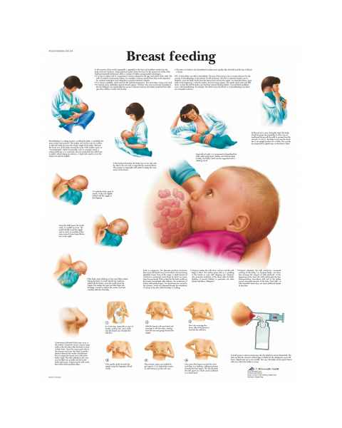 Breastfeeding Chart