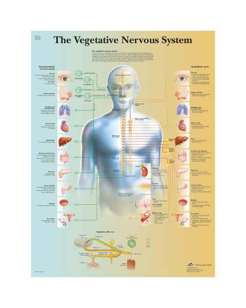 Vegetative Nervous System Chart