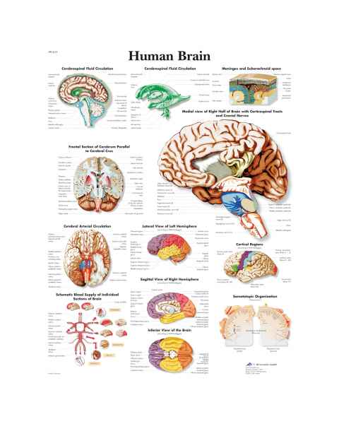 Human Brain Chart