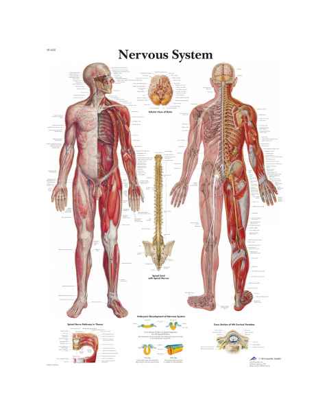 Nervous System Chart