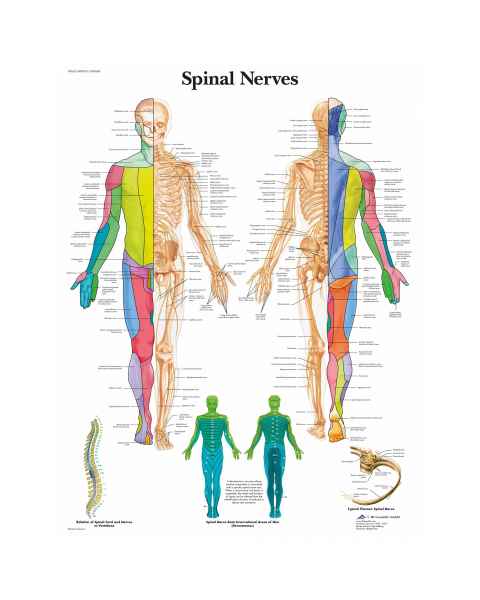 Spinal Nerves Chart