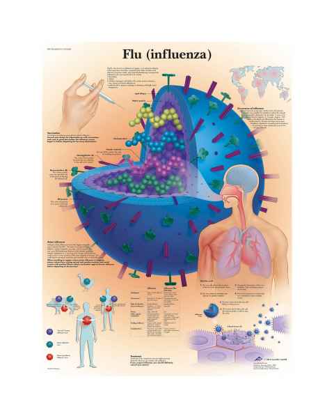 Flu (Influenza) Chart