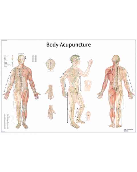 Body Acupuncture Chart