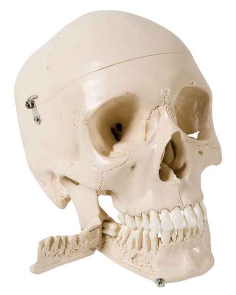 Skull Model with Teeth for Extraction - 4 Part