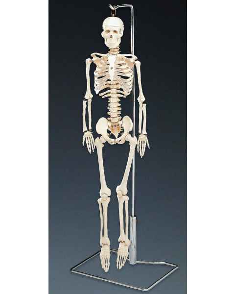 Flexible Mr. Thrifty Skeleton With Spinal Nerves