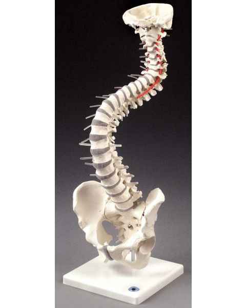 Soft Disc Vertebral Column with Stand