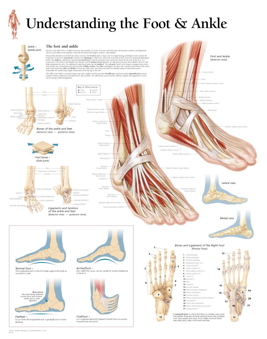 Scientific Publishing Understanding the Foot & Ankle Chart
