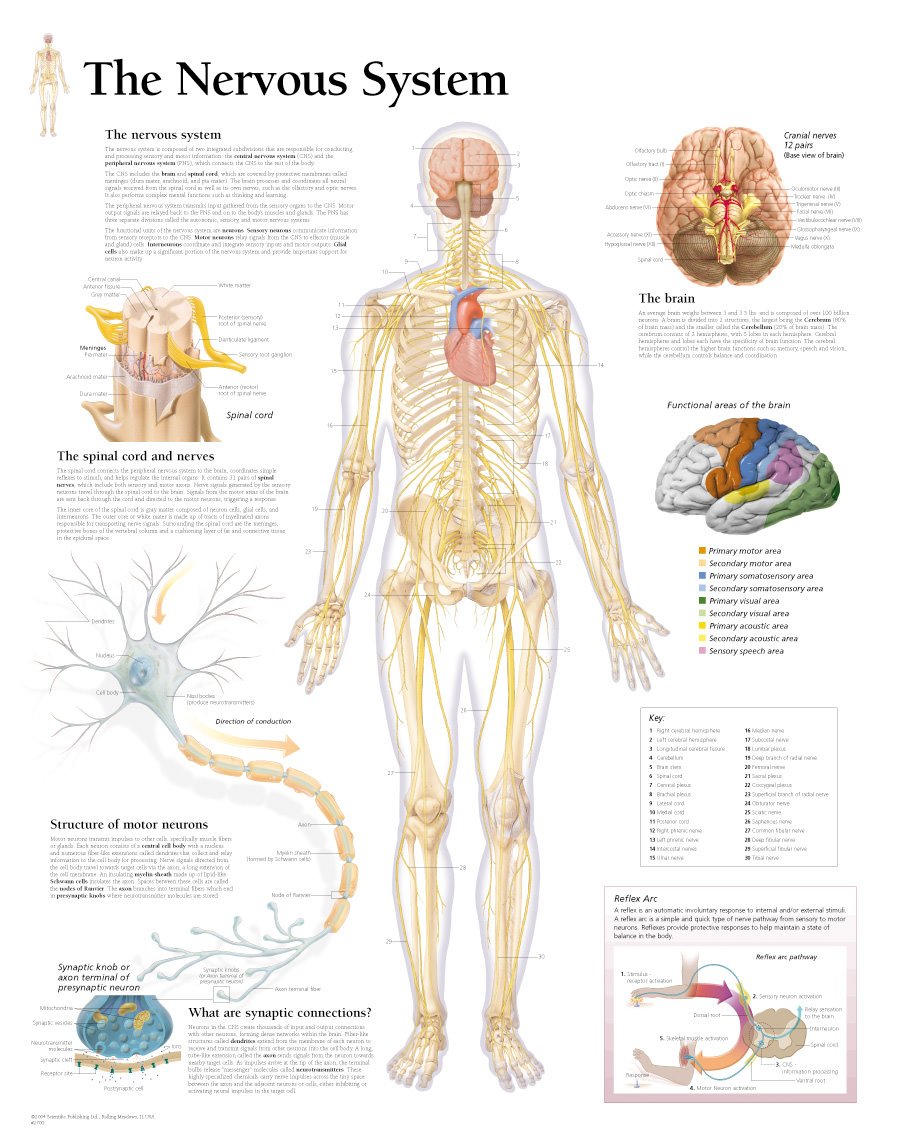 Scientific Publishing The Nervous System Chart
