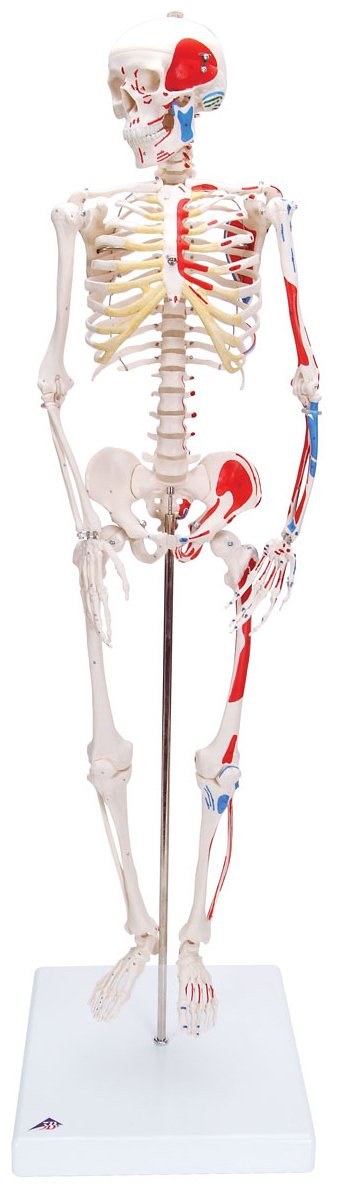a18-5_mini-skeleton-with-