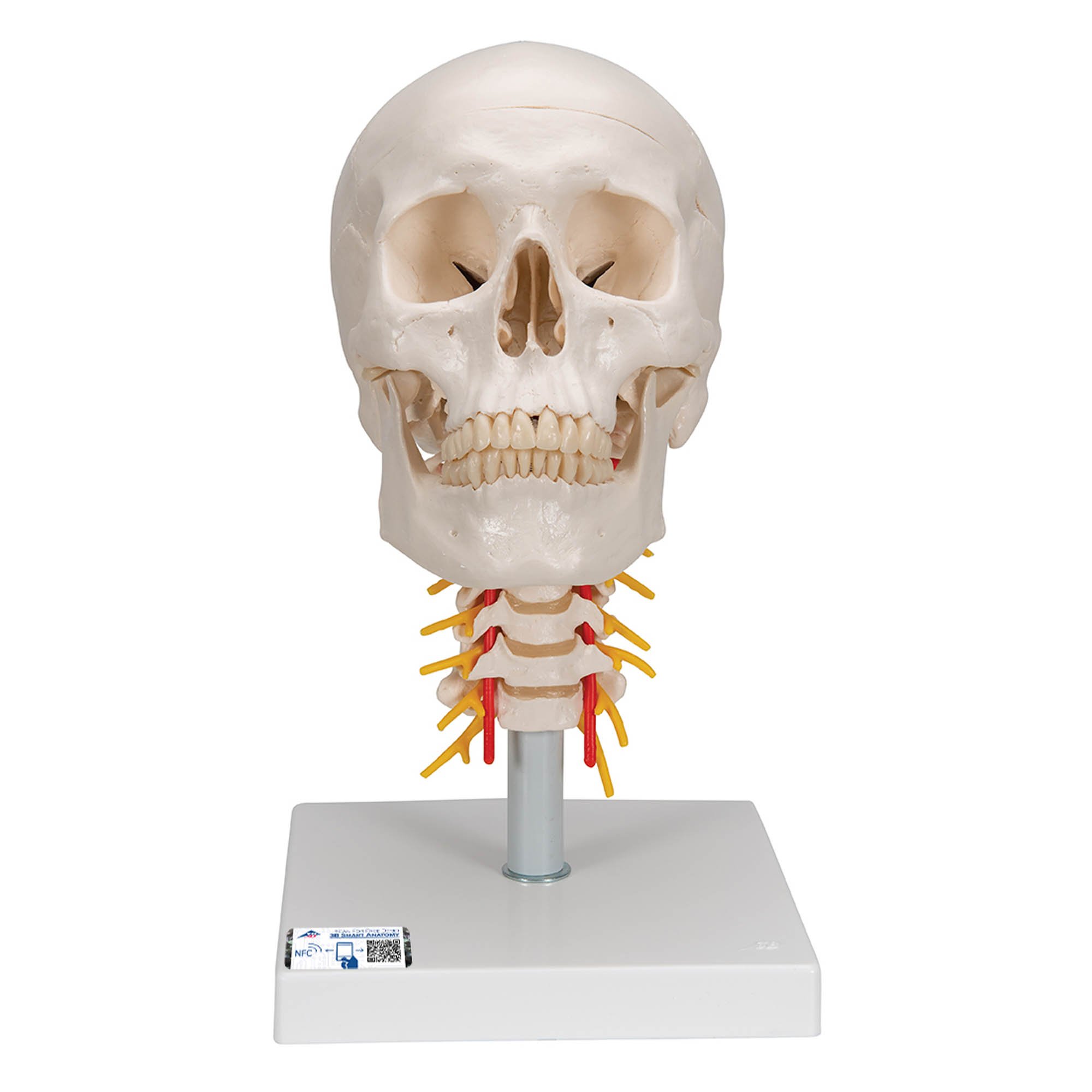 3B Anatomical Model - classic skull, 4 part, on cervical spine 3B Anatomical Model - classic skull, 4 part, on cervical spine