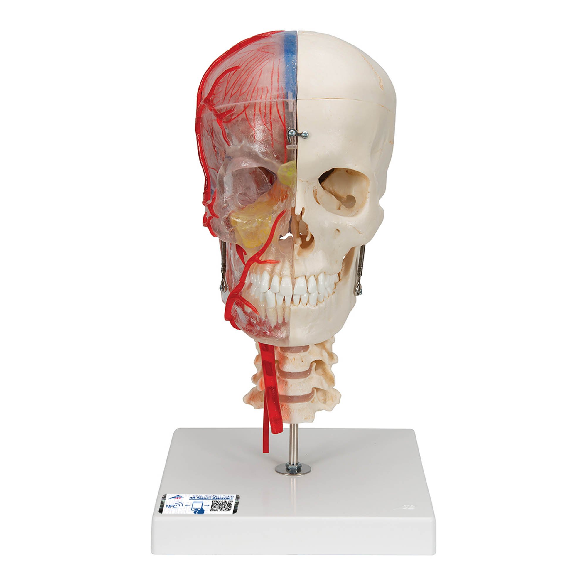 3B Scientific A283 BONElike 7-Part Didactic Deluxe Human Skull