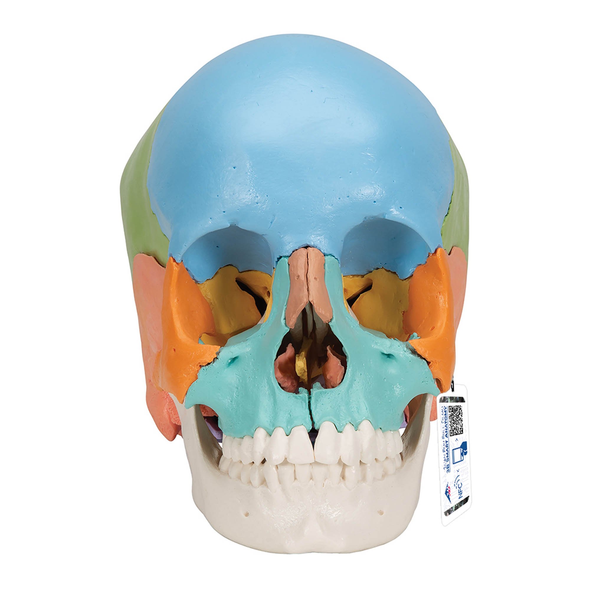 3B Anatomical Model - Adult Human Skull Model, Didactic Colored Version, 22 part 3B Anatomical Model - Adult Human Skull Model, Didactic Colored Version, 22 part