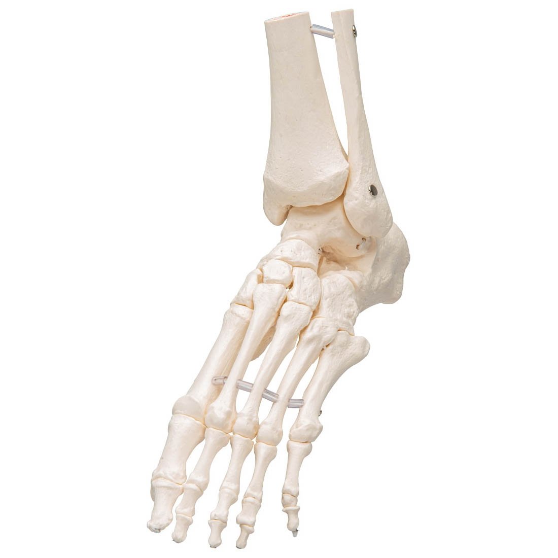骨格分離モデル（全身） - 3B Smart Anatomy 骨格分離モデル（全身） | 日本スリービー・サイエンティフィック