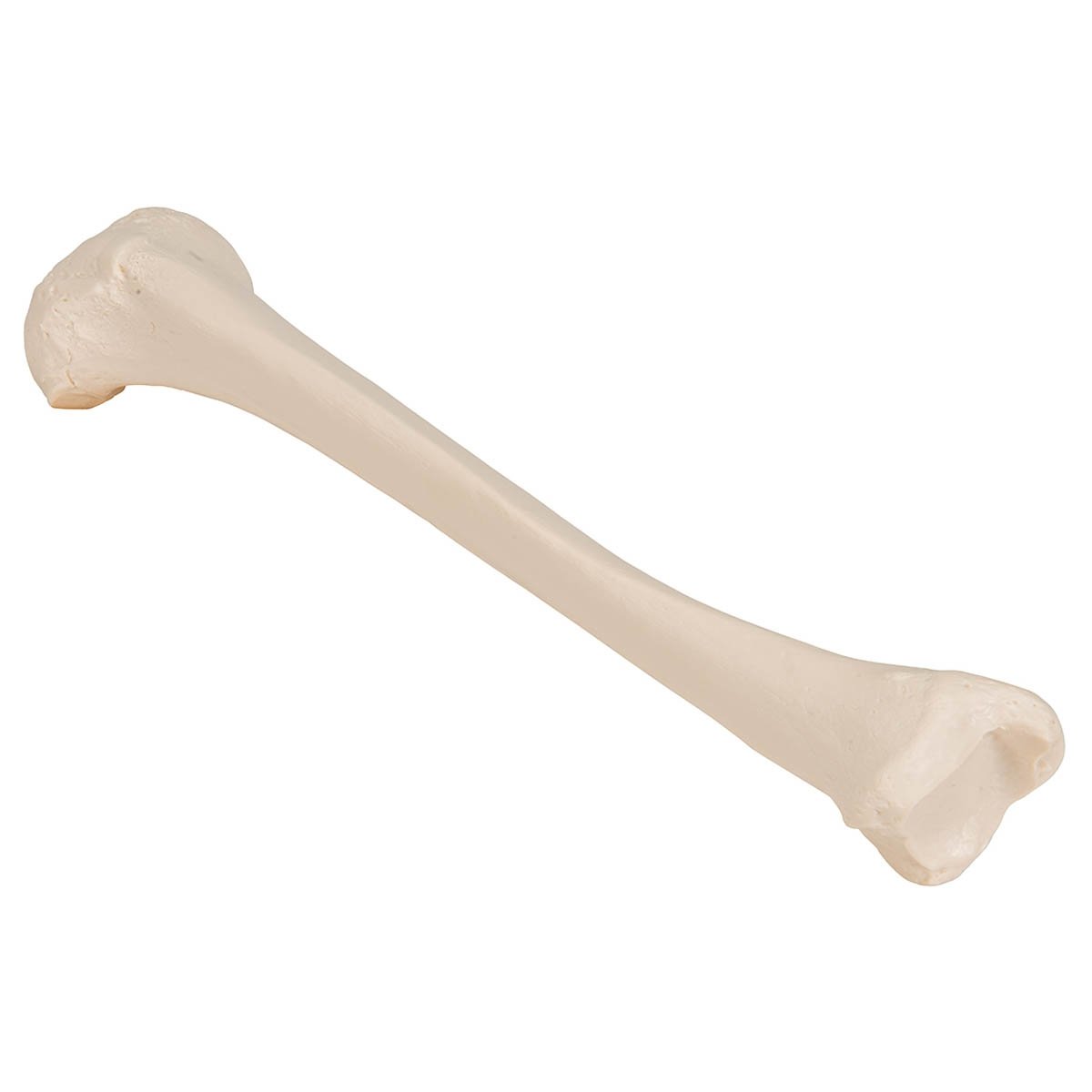 Human Tibia - 3B Smart Anatomy