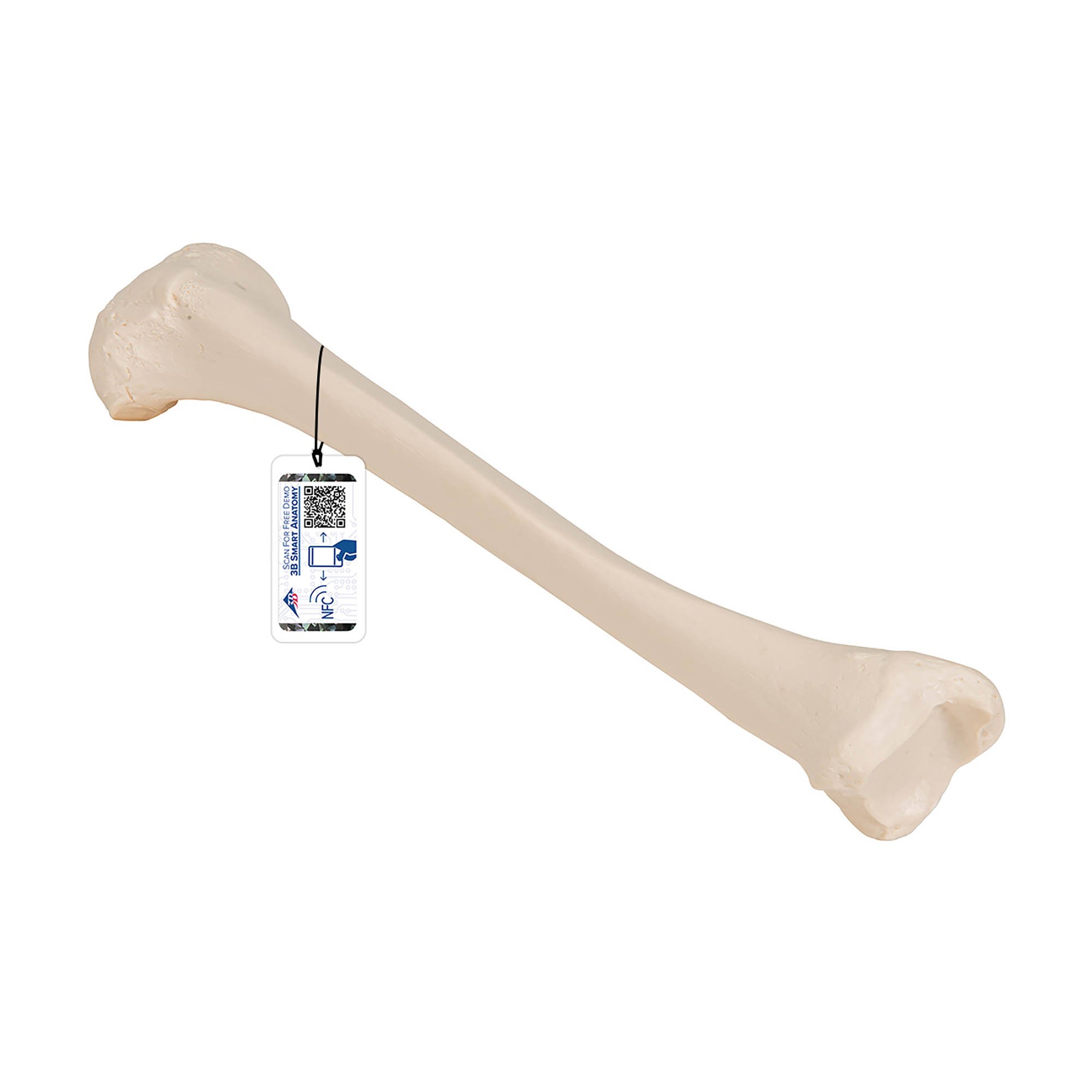 Human Tibia - 3B Smart Anatomy