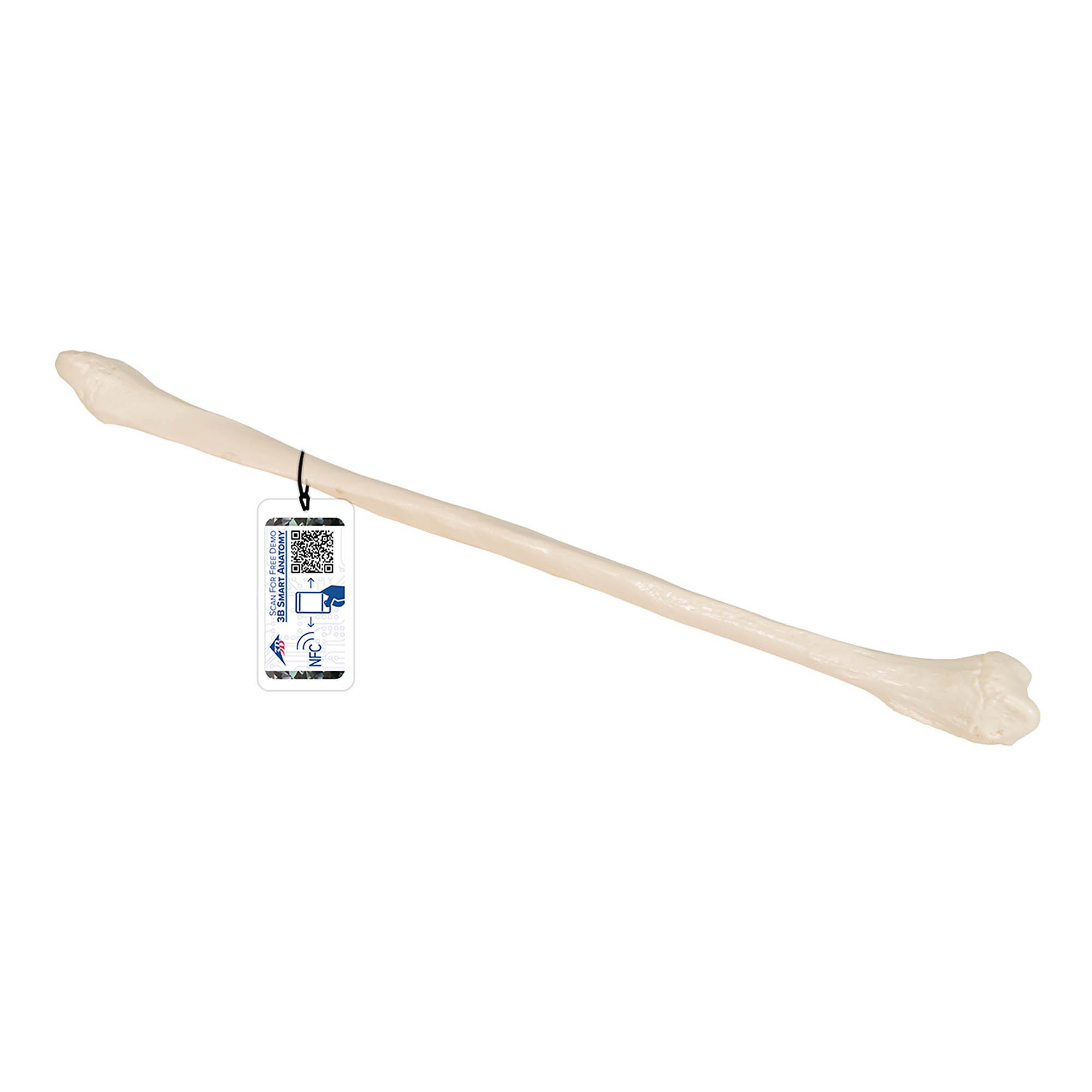 Human Fibula - 3B Smart Anatomy
