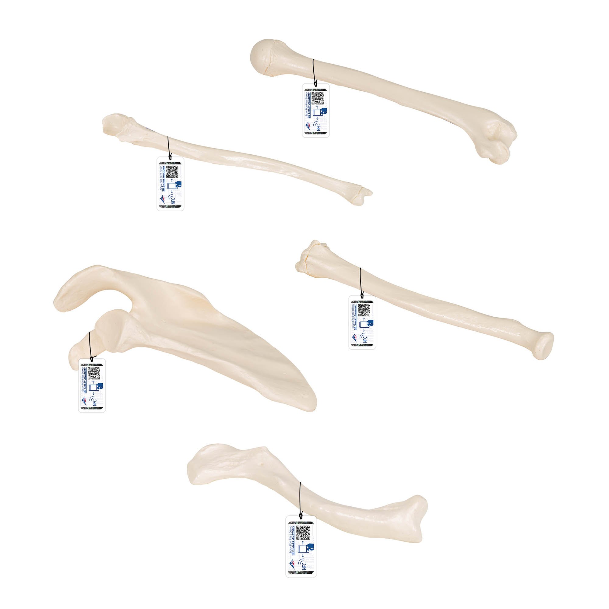 3B Scientific Arm Bone Models - 3B Smart Anatomy