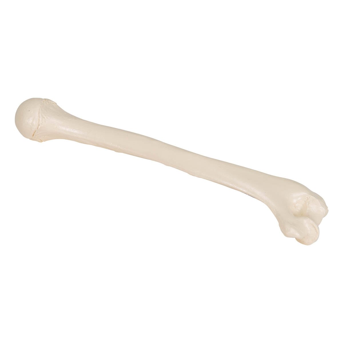 Humerus: Precision 3D Printed Bone Model for Educational Insight  Ideal  for Medical Education and Display(Pack of 1) : : Industrial &  Scientific