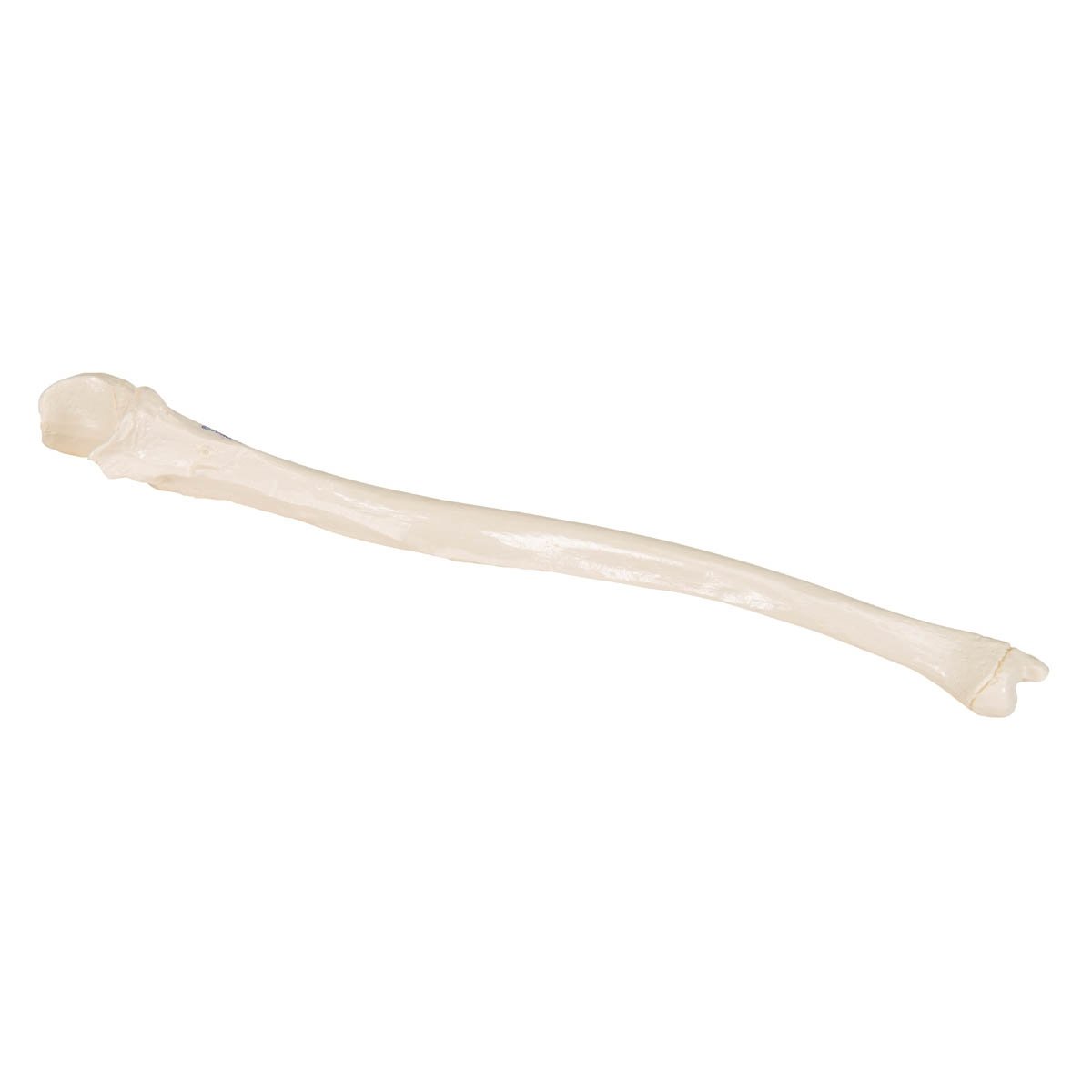 Human Ulna - 3B Smart Anatomy