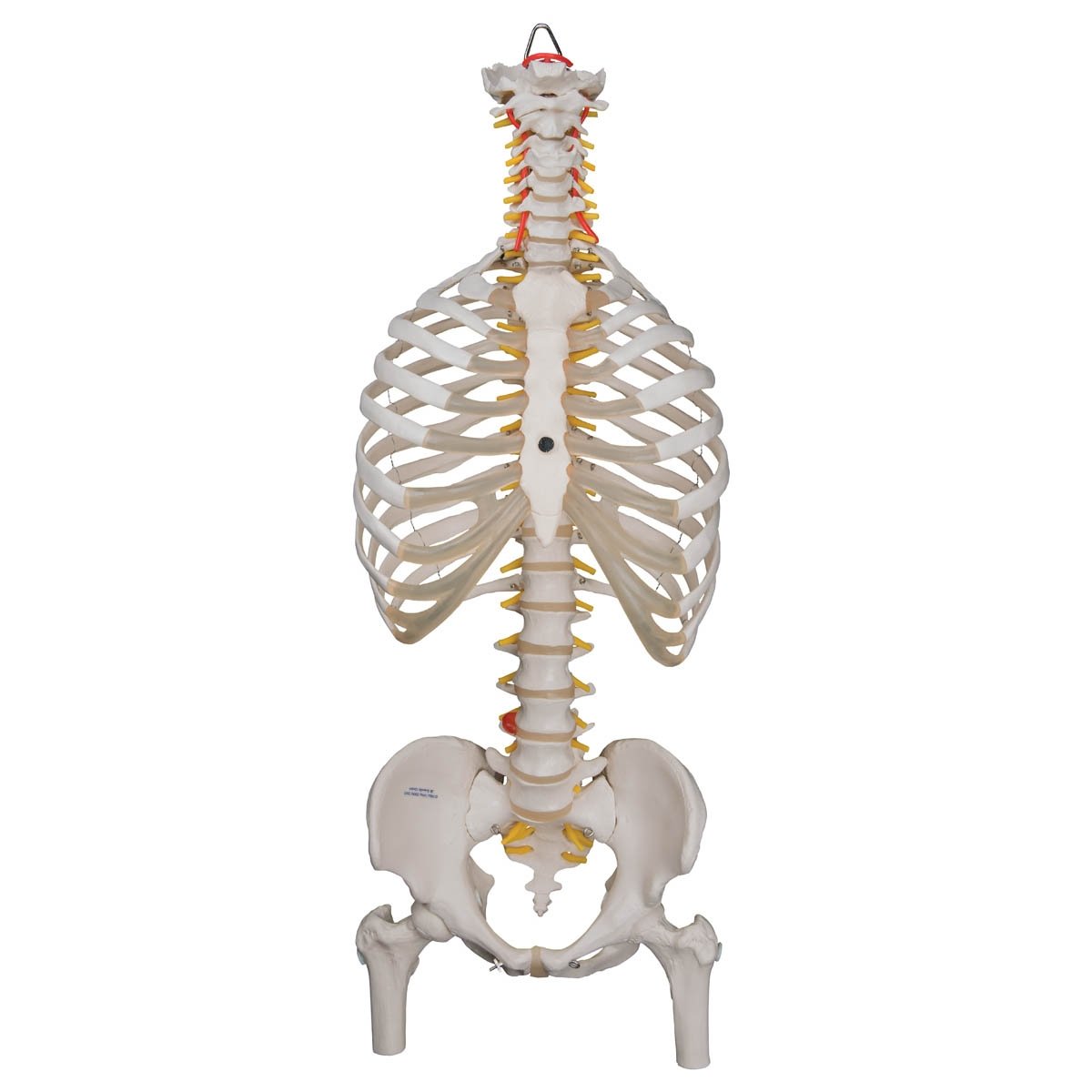 3B Scientific A56-2 Classic Flexible Spine with Ribs and 3B Scientific A56-2 Classic Flexible Spine with Ribs and