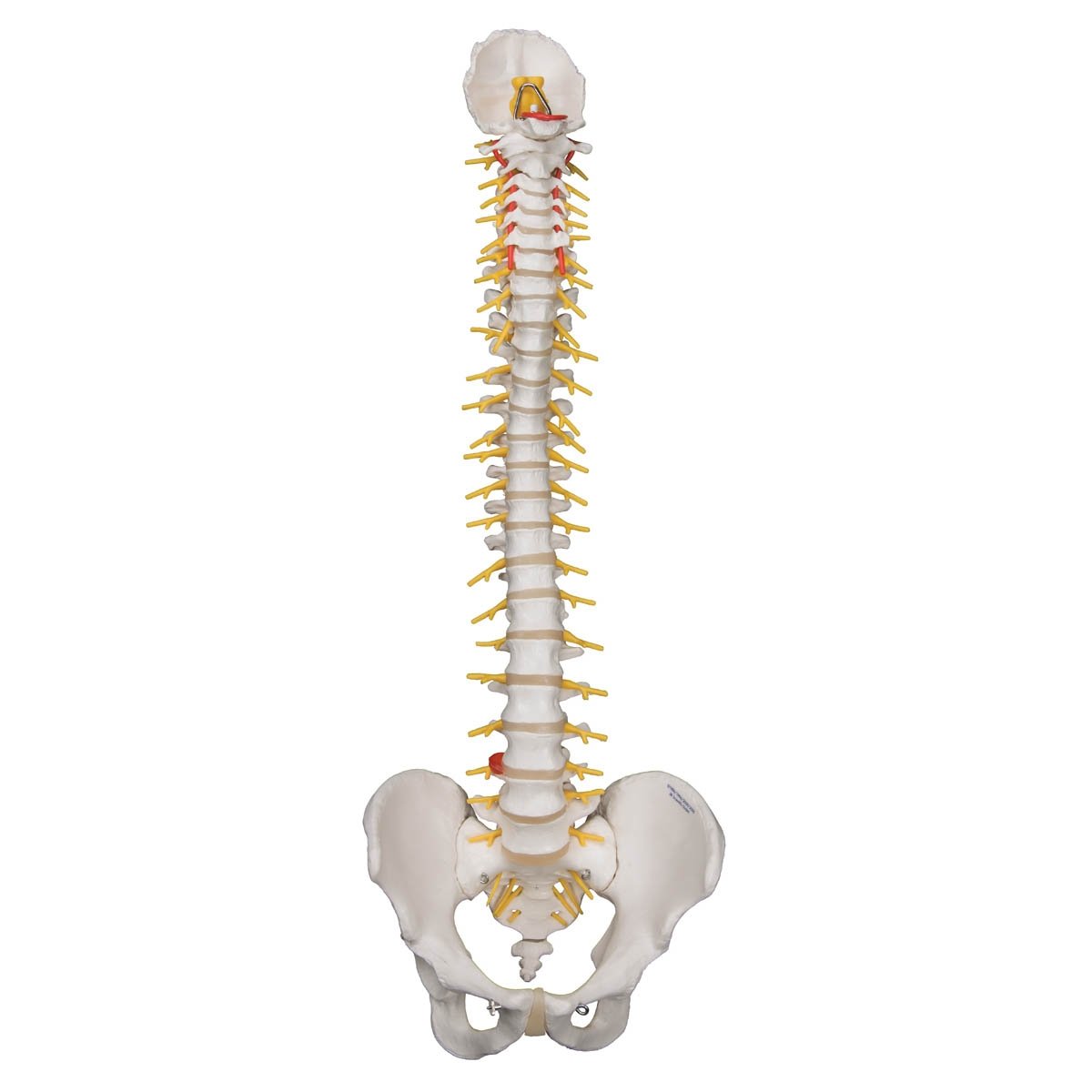 3B Anatomical Model - Deluxe Flexible Human Spine Model with Sacral Opening 3B Anatomical Model - Deluxe Flexible Human Spine Model with Sacral Opening
