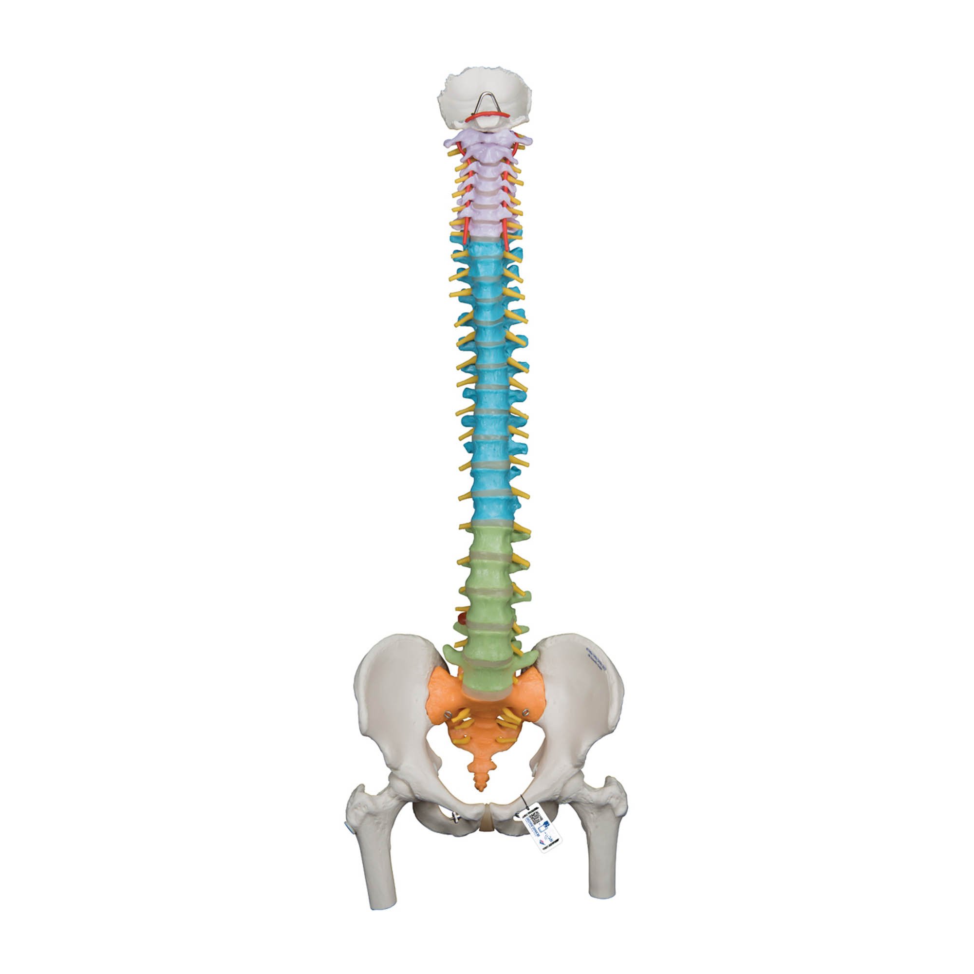 3B Scientific A58/9 Didactic Flexible Spine with Femur Heads