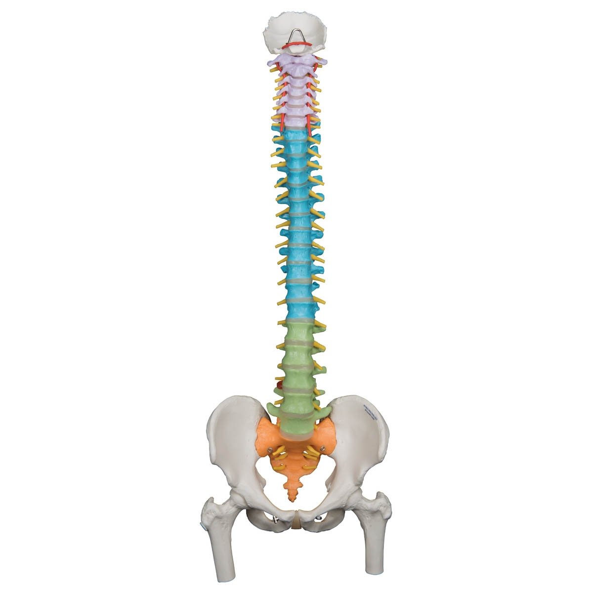 3B Anatomical Model - Child's Vertebral Column Model 3B Anatomical Model - Child's Vertebral Column Model