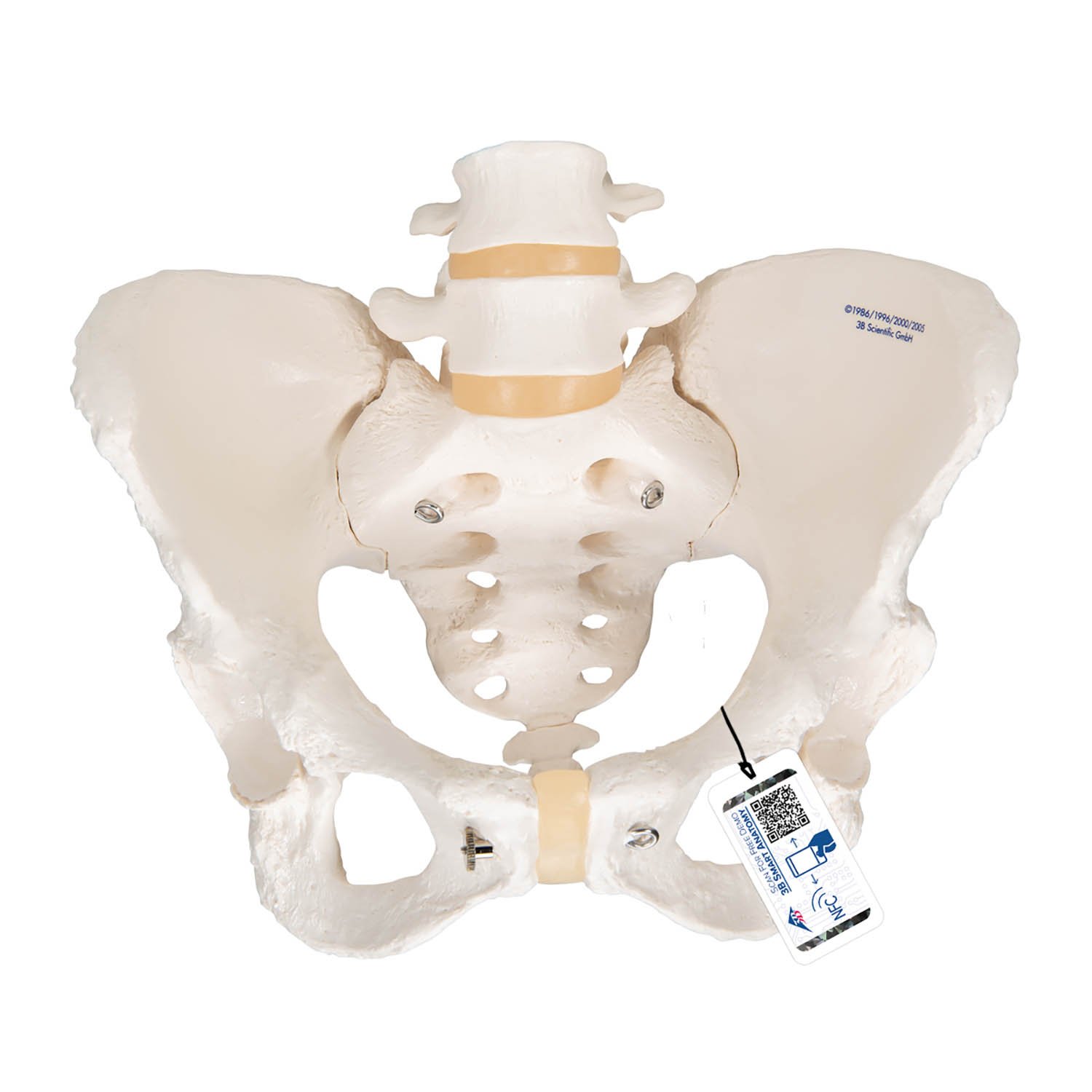Human Anatomy Models: 3-Part Female Pelvis Anatomical Model, 3B Smart  Anatomy