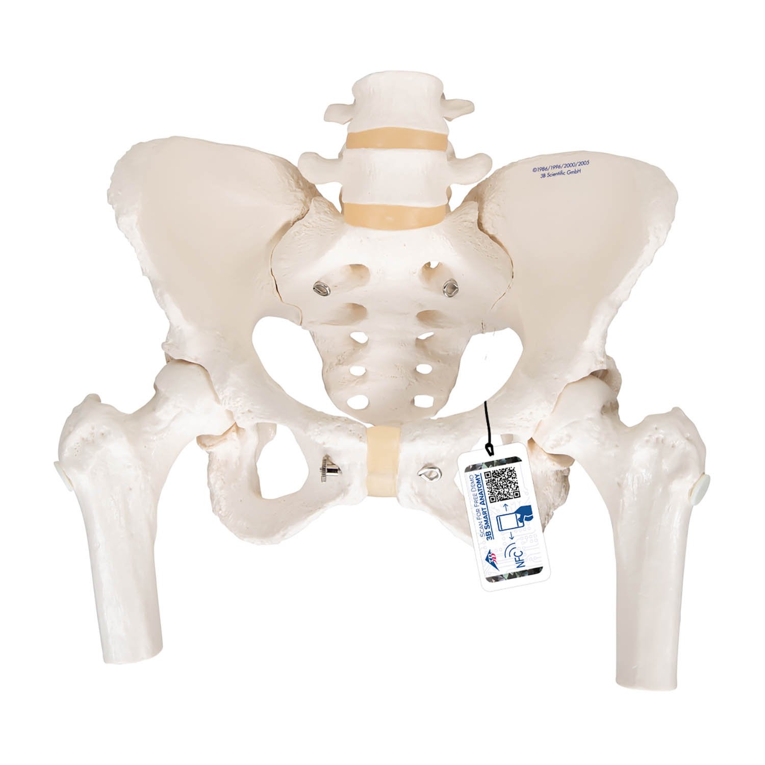 3B Smart Anatomy A62 Female Pelvic Skeleton with Movable