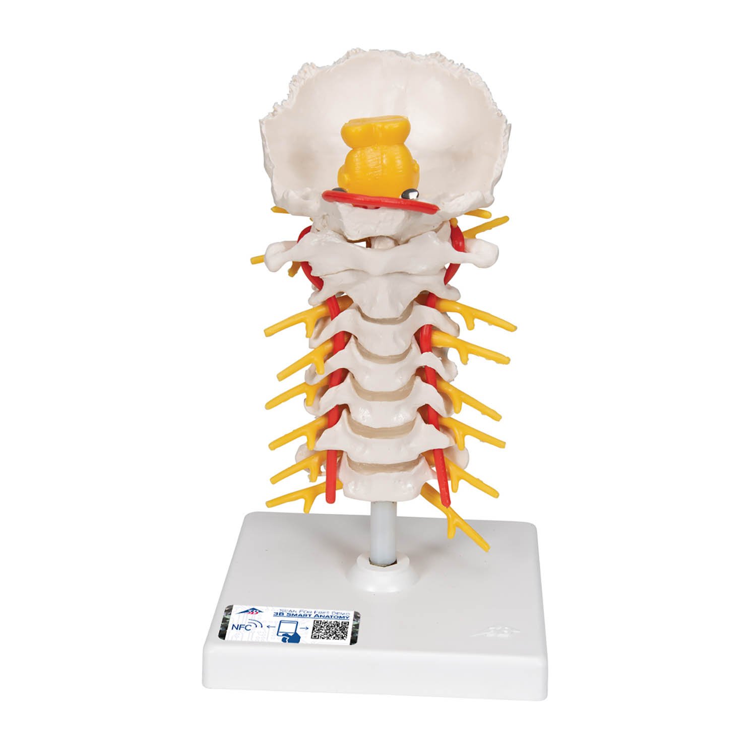 3B Anatomical Model - Cervical Human Spinal Column Model 3B Anatomical Model - Cervical Human Spinal Column Model