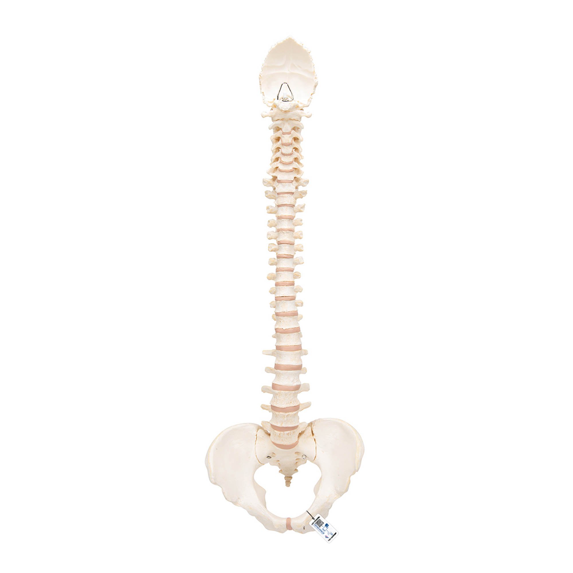 3B Scientific A794 Mounted BONElike Spinal Column Model