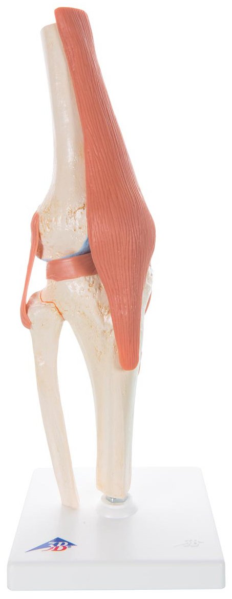 3B Scientific A82-1 Deluxe Functional Knee Joint Model