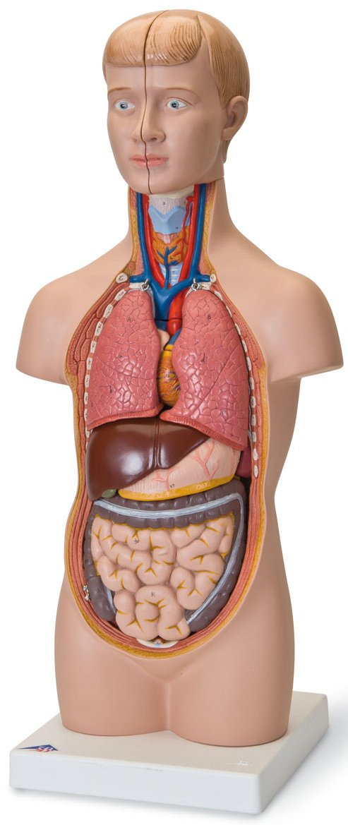 3B Scientific B22 Twelve Part Mini Torso Model