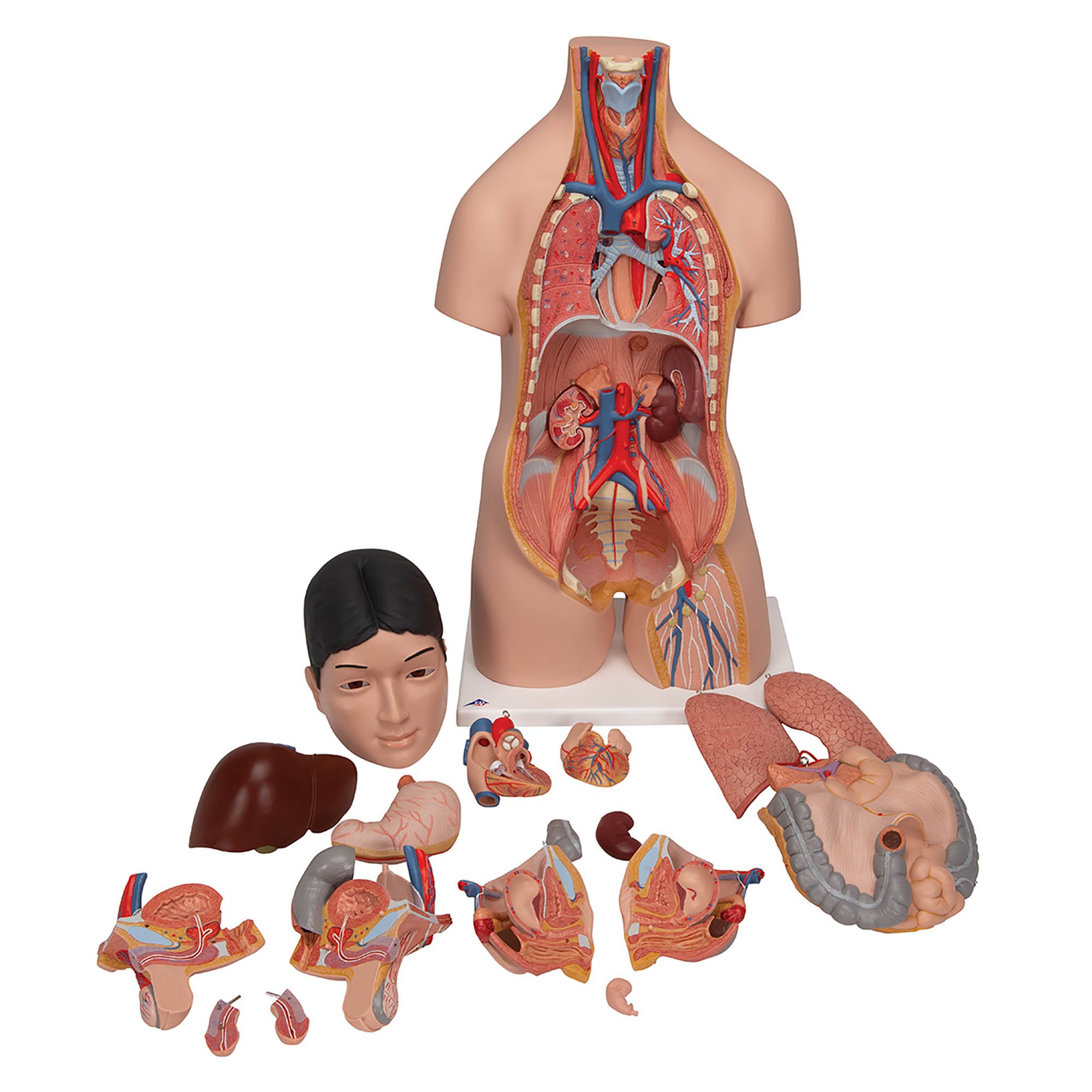 sexpuppe torso Wholesale Real Sexual Feeling Sex Doll Torso TPE Half Doll with Heater  Built in - Sex Toy, Sex Doll