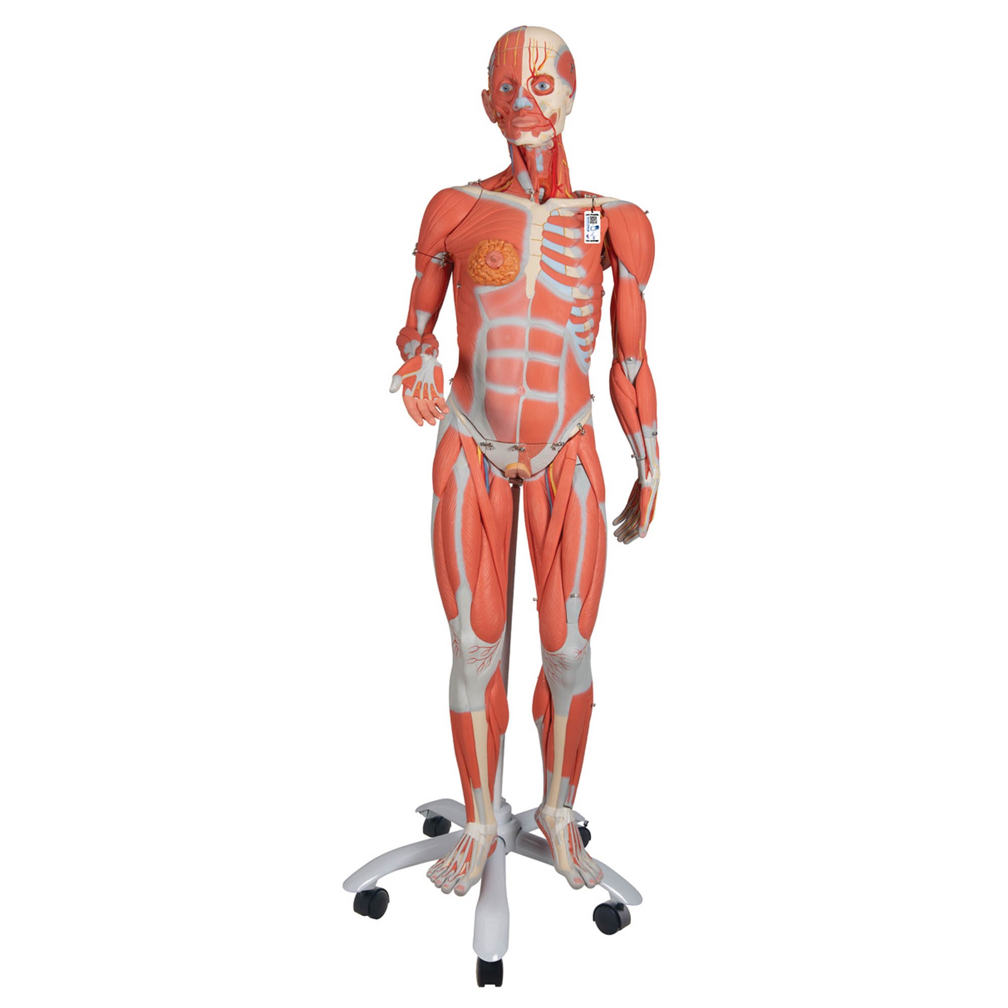 3B Anatomical Model - 3/4 Life-Size Dual Sex Human Muscle Model on Metal Stand, 45-part