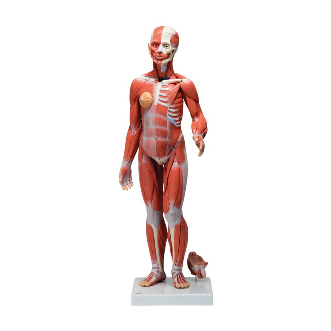 3B Scientific B56 Complete Female Muscular Figure 21-Part