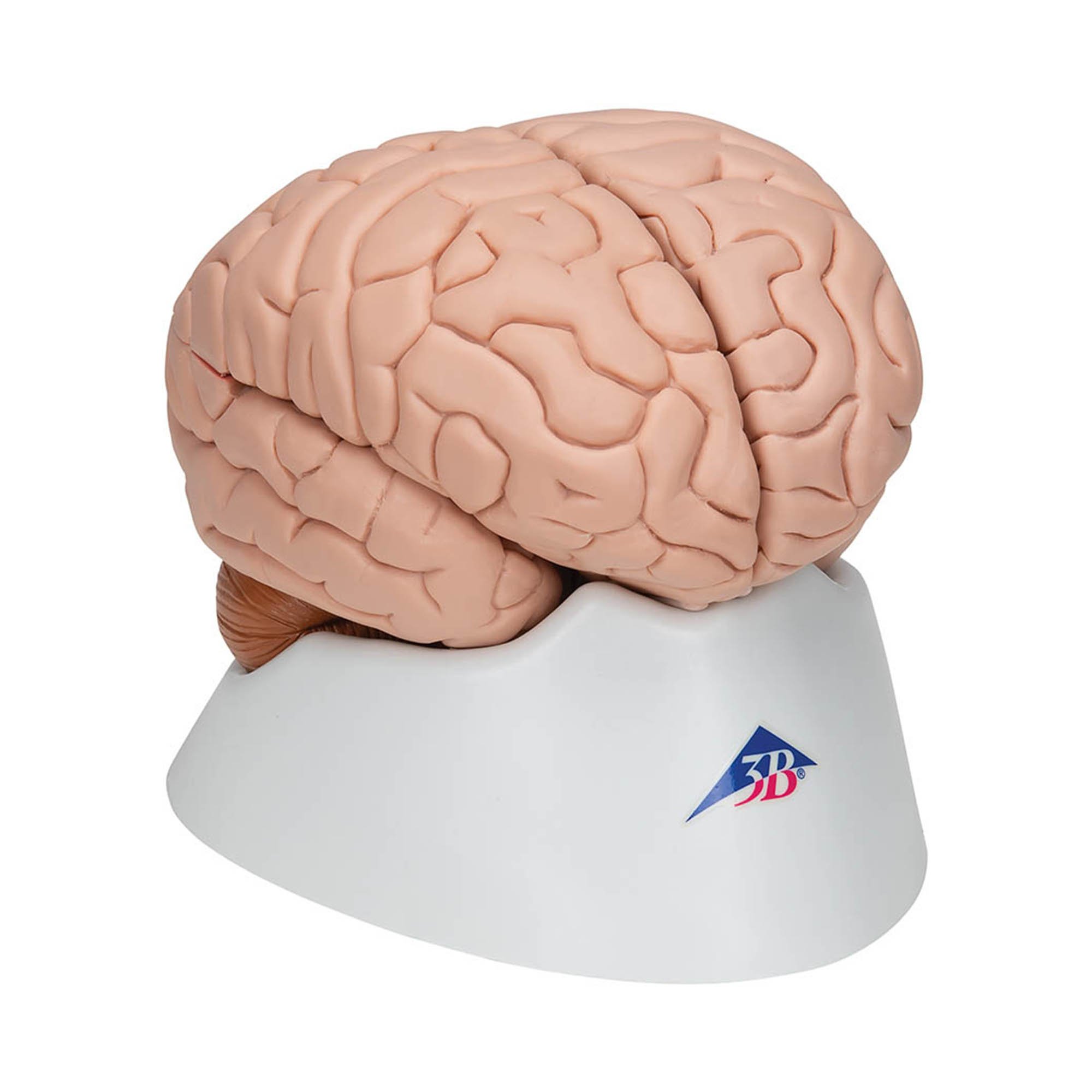 【超美品】PLUTONIUM BRAIN typeC 153cm 3B Scientific C17 Human Brain Model 8-Part