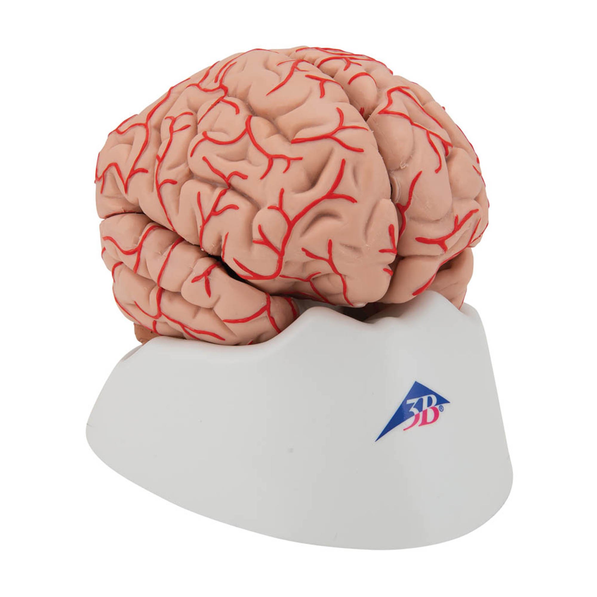 3B Scientific C20 Deluxe Brain with Arteries 9-Part