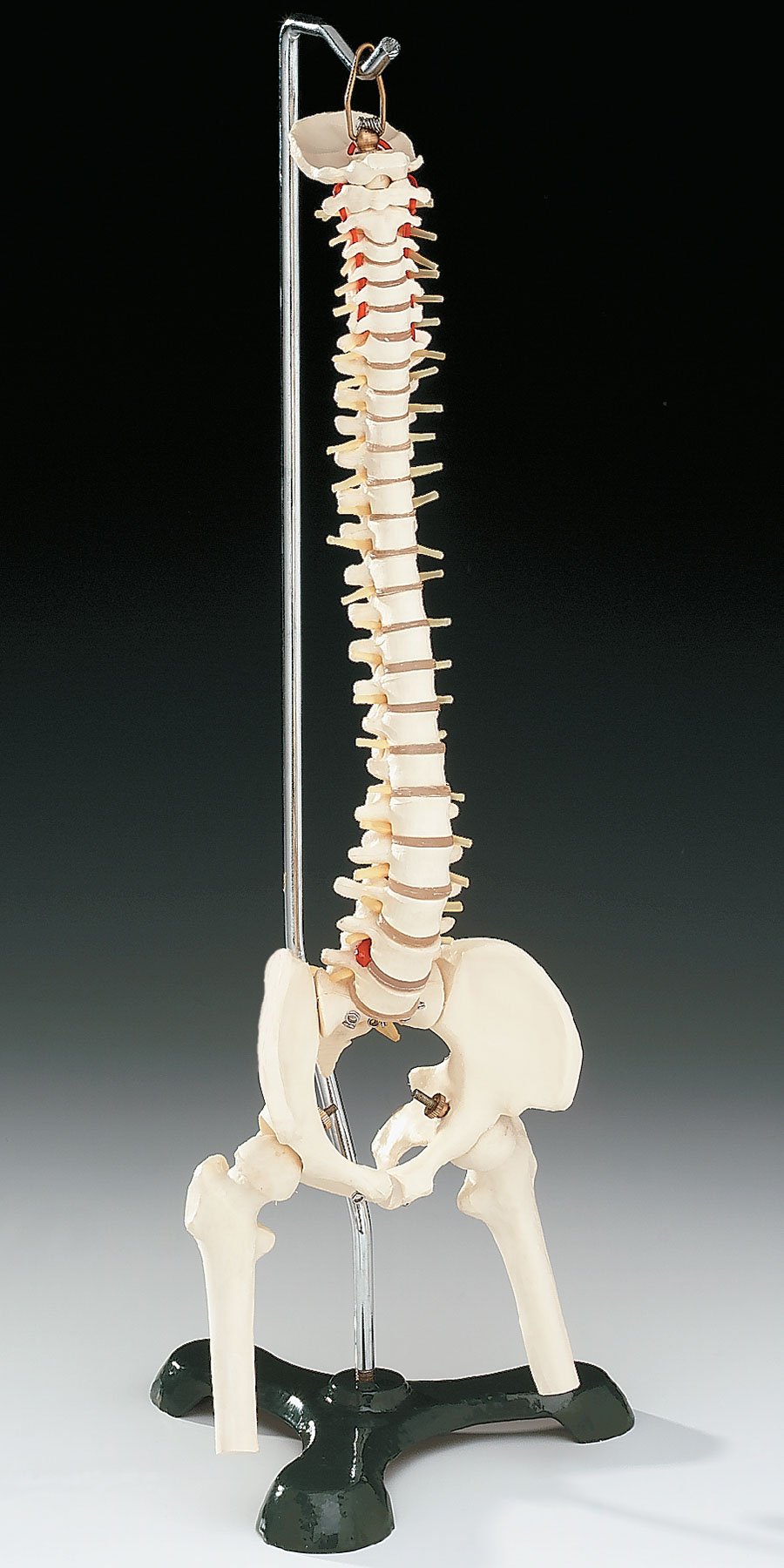 Flexible Desk-Size Vertebral Column on Hanging Stand CS85X