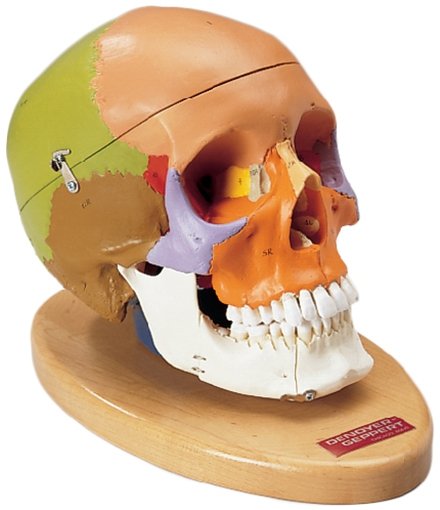 Premier Teaching Skull - Painted with Hardwood Base