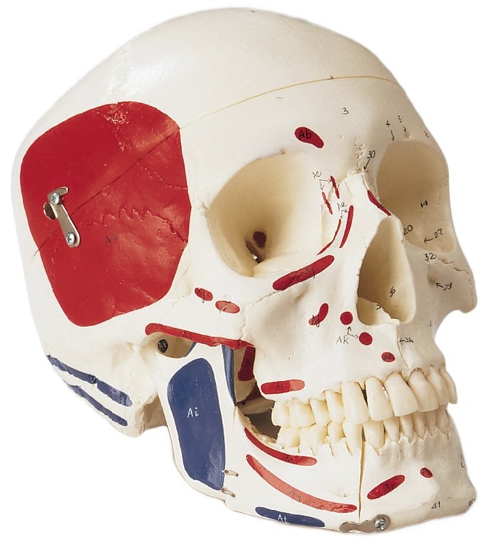 Premier Skull - Painted and Numbered-Coded Muscle Attachments